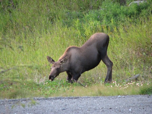 03 - Alaska 2010 050